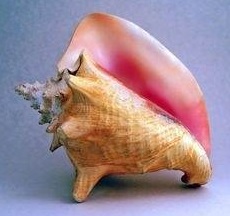 Conch perly